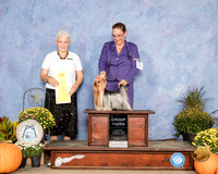 Yorkshire Terrier #5 Sun G3 Judge Eva Berg