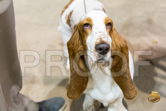 Basset Hound #5 Fri COLLIER Kay Dee Hagy Howard Haskell_JJJ_8477_Humble2018_HR3