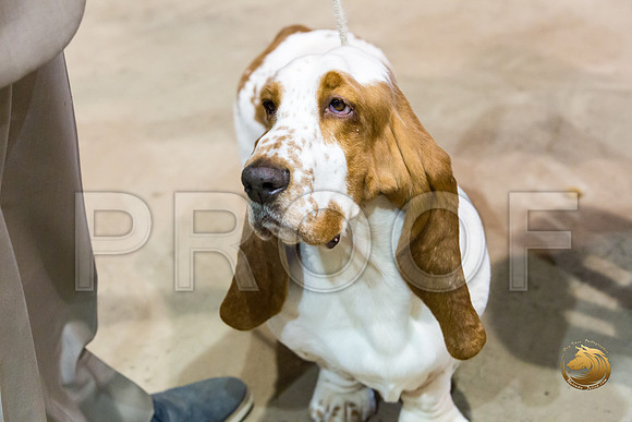 Basset Hound #5 Fri COLLIER Kay Dee Hagy Howard Haskell_JJJ_8481_Humble2018_HR3