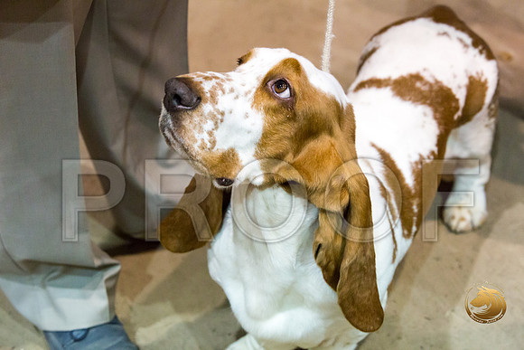 Basset Hound #5 Fri COLLIER Kay Dee Hagy Howard Haskell_JJJ_8484_Humble2018_HR3