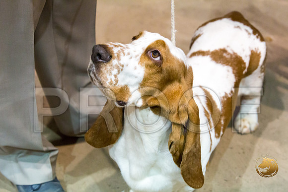 Basset Hound #5 Fri COLLIER Kay Dee Hagy Howard Haskell_JJJ_8485_Humble2018_HR3