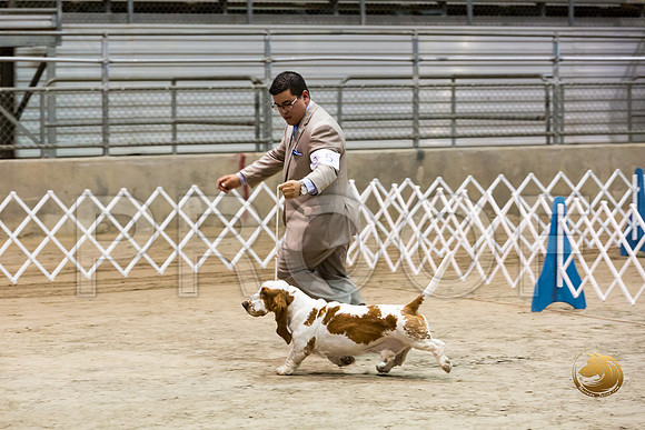 Basset Hound #5 Fri COLLIER Kay Dee Hagy Howard Haskell_JJJ_8487_Humble2018_HR3