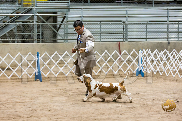 Basset Hound #5 Fri COLLIER Kay Dee Hagy Howard Haskell_JJJ_8489_Humble2018_HR3