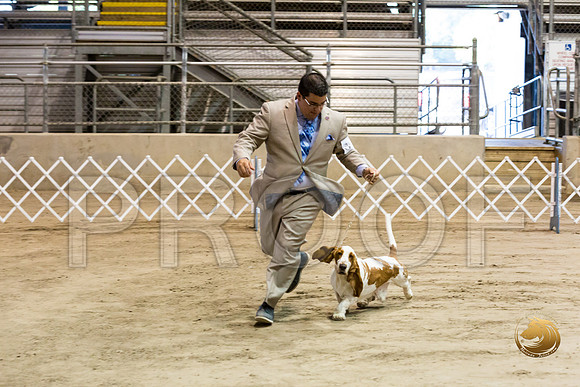 Basset Hound #5 Fri COLLIER Kay Dee Hagy Howard Haskell_JJJ_8497_Humble2018_HR3