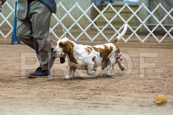 Basset Hound #5 Fri COLLIER Kay Dee Hagy Howard Haskell_JJJ_8501_Humble2018_HR3