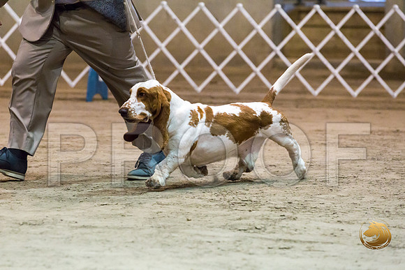Basset Hound #5 Fri COLLIER Kay Dee Hagy Howard Haskell_JJJ_8502_Humble2018_HR3