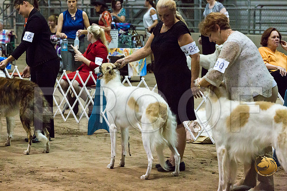 Borzoi #17 #28 Fri Laurie Courtney_JJJ_8256_Humble2018_HR3