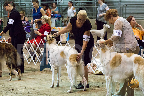 Borzoi #17 #28 Fri Laurie Courtney_JJJ_8257_Humble2018_HR3