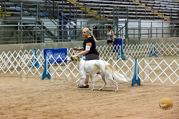 Borzoi #17 #28 Fri Laurie Courtney_JJJ_8262_Humble2018_HR3