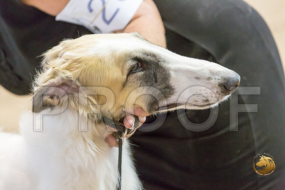Borzoi #17 #28 Fri Laurie Courtney_JJJ_8273_Humble2018_HR3