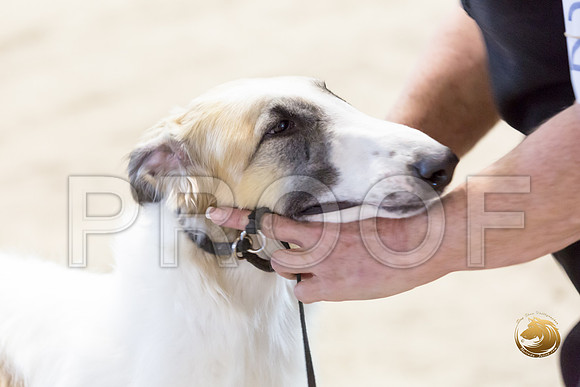 Borzoi #17 #28 Fri Laurie Courtney_JJJ_8274_Humble2018_HR3