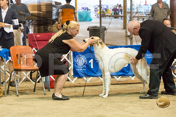Borzoi #17 #28 Fri Laurie Courtney_JJJ_8275_Humble2018_HR3