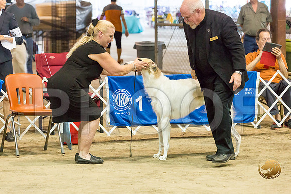 Borzoi #17 #28 Fri Laurie Courtney_JJJ_8276_Humble2018_HR3