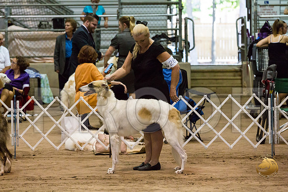 Borzoi #17 #28 Fri Laurie Courtney_JJJ_8290_Humble2018_HR3
