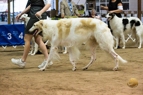 Borzoi #7 #20 #22 Fri Jean Durdin_JJJ_8360_Humble2018_HR3