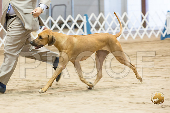Rhodesian Ridgeback #12 Fri Rings_JJJ_8243_Humble2018_HR3
