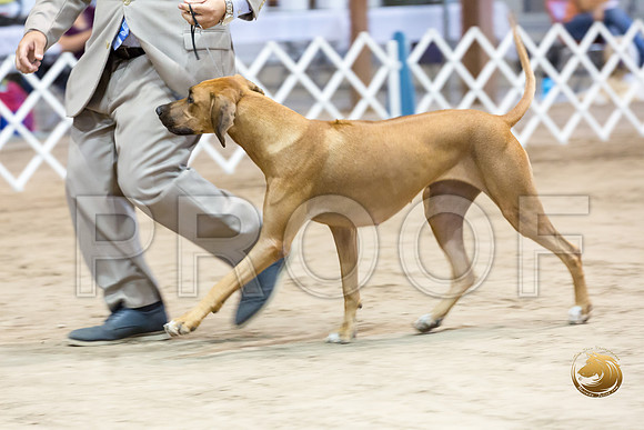 Rhodesian Ridgeback #12 Fri Rings_JJJ_8246_Humble2018_HR3
