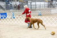 Rhodesian Ridgeback #8 Fri Rings