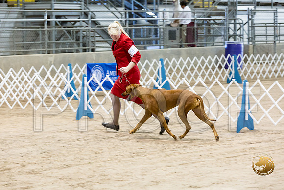 Rhodesian Ridgeback #8 Fri Rings_JJJ_8187_Humble2018_HR3