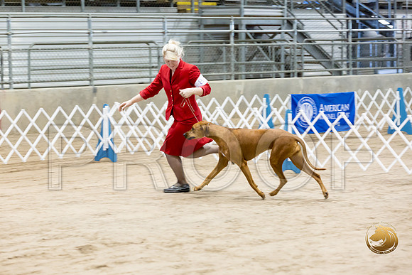 Rhodesian Ridgeback #8 Fri Rings_JJJ_8190_Humble2018_HR3
