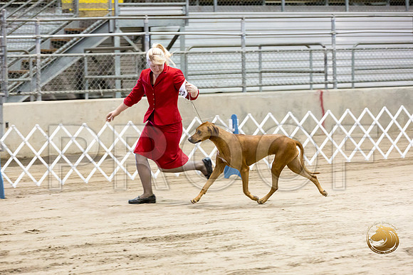 Rhodesian Ridgeback #8 Fri Rings_JJJ_8196_Humble2018_HR3