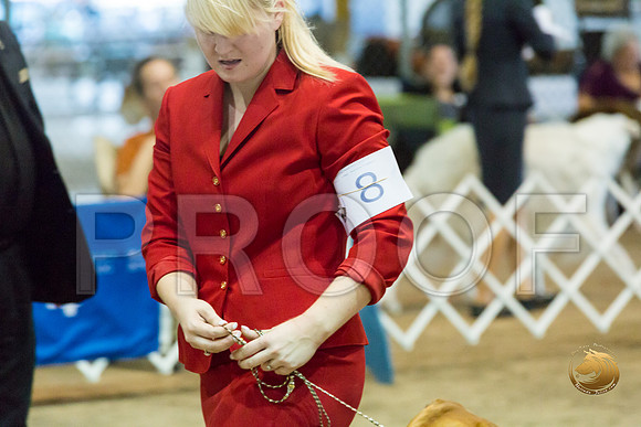 Rhodesian Ridgeback #8 Fri Rings_JJJ_8197_Humble2018_HR3