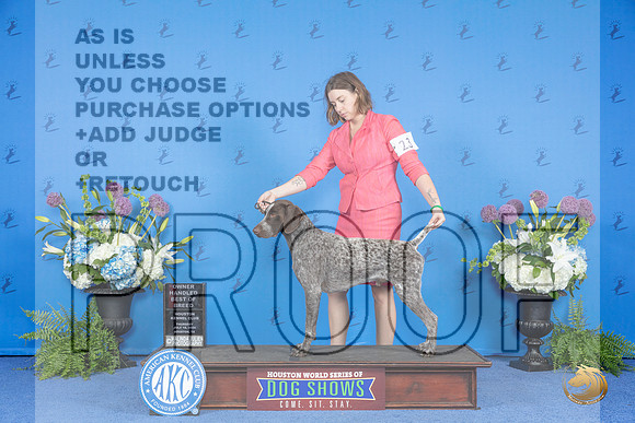 German Shorthaired Pointer #23 THUR OHBOB Judge Ronald Freeman__JP_8312_Houston_2024_HR3