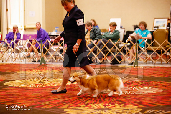 _JJ_9383-HstnCorgiFeb2015-HR3