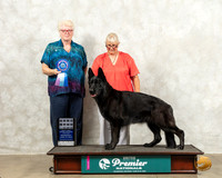 German Shepherd Dog #201 Wed PerfTD Judge Karen Cattin
