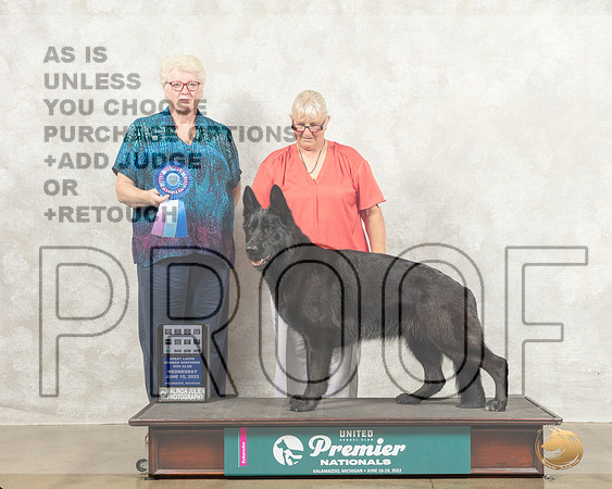 German Shepherd Dog #201 Wed PerfTD Judge Karen Cattin_MMJ_6680_Premier_2022_HR3