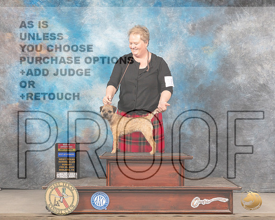 Border Terrier #12 Sun BOSBWWB Judge Gary AndersenMMJ_5478_Mdlnd2022_HR3