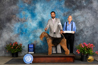 Airdale Terrier  #5 Fri G2 Judge Karen McFarlane