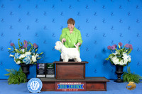 Westhighland White Terrier #11 THUR WD AOM M Judge Jon Cole