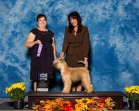 Wheaten Terriers #11 Sat WD Maj Million Holly Tim Smith Judge Mrs Pamela B Peat