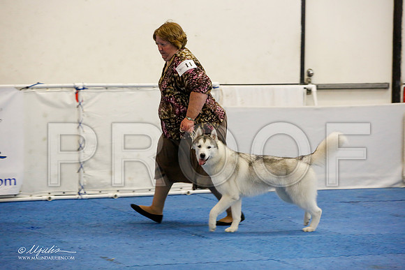 _M3_9500-AddisonHuskyMar2015-HR3