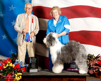 Old English Sheepdog #16 Sat NCh Maj BOS