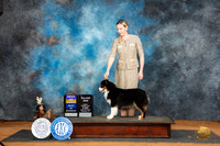 Miniature American Shepherd #12 Sun BOBBOWM Judge Lisa Graser