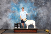 Labrador Retriever #123 Fri BM BOB Judge Joe Blow