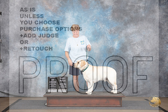 Labrador Retriever #123 Fri BM BOB Judge Joe Blow__JP_2350_LongviewTX_2024_HR3