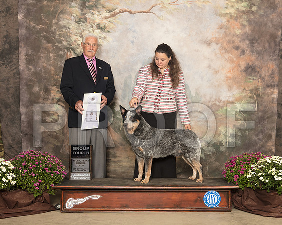 Australian Cattle Dog #5 Sat G4 Judge Charles Trotter_SSR_4054-Cntn2018-HR3