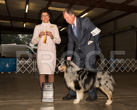 Australian Shepherd #11 Sat BOB Judge Linda Clark__ST_9766-Cntn2018-HR3