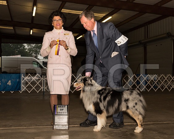 Australian Shepherd #11 Sat BOB Judge Linda Clark__ST_9767-Cntn2018-HR3