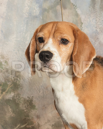 Beagle Portrait Marie Wolford_SSR_4073-Cntn2018-HR3