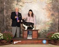 Cavalier King Charles Spaniel #9 Sat WD Maj Judge Charles Trotter