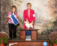 Chihuahua Long Coat #7 Sat G1 Judge Patricia Trotter