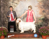 Clumber Spanile #7 Sat G2 Judge Stephanie Hedgepath