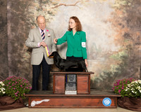 Dachshund Smooth #8 Sat BOV Maj Judge Dr Gareth Morgan Jones