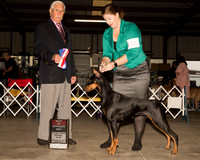 Doberman Pinscher #8 Sat BOS Judge Charles Trotter