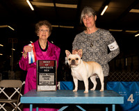 French Bulldog #6 Sat BOS BOW Judge Patricia Trotter