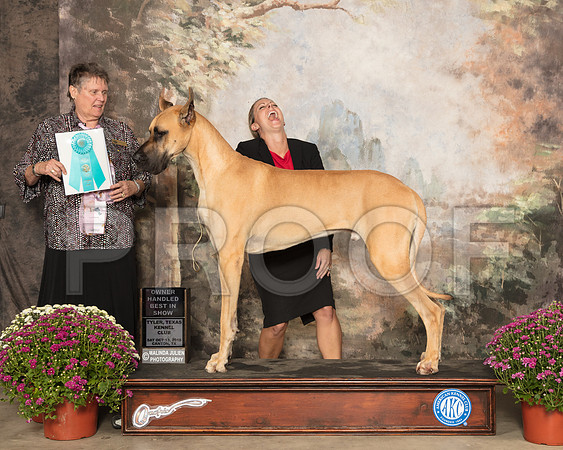 Great Dane #5 Sat OHBIS Judge Stephanie Hedgepath_SSR_4190-Cntn2018-HR3